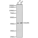 Western Blot - Anti-DUSP6 Antibody (A14387) - Antibodies.com
