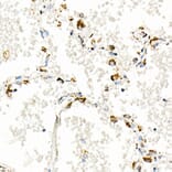 Immunohistochemistry - Anti-mtTFA Antibody [ARC51776] (A14389) - Antibodies.com