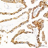 Immunohistochemistry - Anti-mtTFA Antibody (A14389) - Antibodies.com