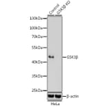 Western Blot - Anti-GSK3 beta Antibody (A14390) - Antibodies.com