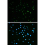 Immunofluorescence - Anti-MSH6 Antibody (A14392) - Antibodies.com