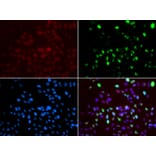 Immunofluorescence - Anti-MSH6 Antibody (A14392) - Antibodies.com