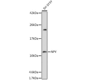 Western Blot - Anti-Neuropeptide Y Antibody (A14393) - Antibodies.com