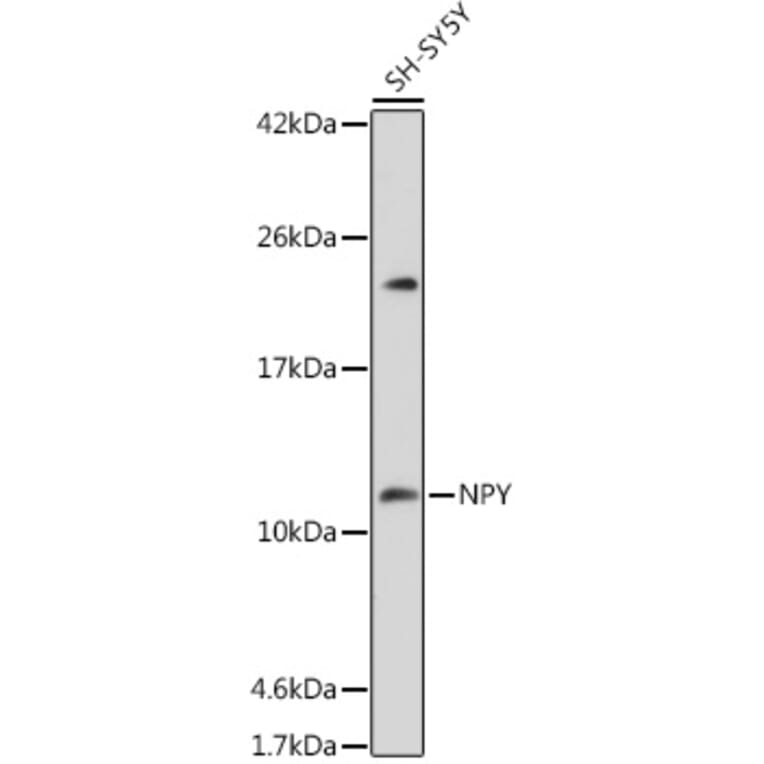 Anti-Neuropeptide Y Antibody (A14393) | Antibodies.com