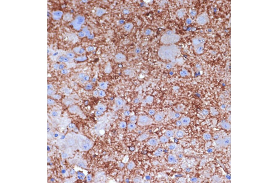 Immunohistochemistry - Anti-Neuropeptide Y Antibody (A14393) - Antibodies.com