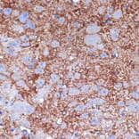 Immunohistochemistry - Anti-Neuropeptide Y Antibody (A14393) - Antibodies.com
