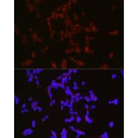 Immunofluorescence - Anti-Neuropeptide Y Antibody (A14393) - Antibodies.com