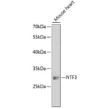 Western Blot - Anti-Neurotrophin 3 Antibody (A14394) - Antibodies.com