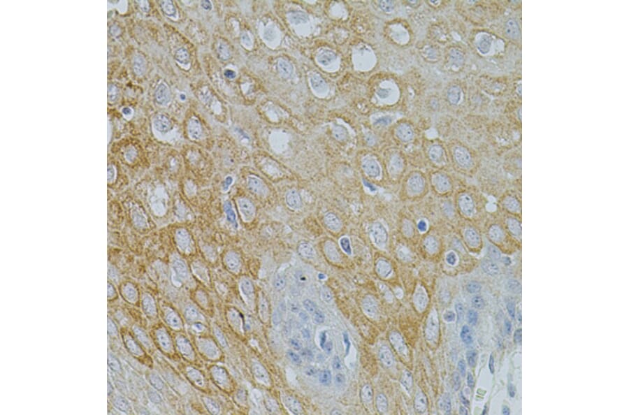 Immunohistochemistry - Anti-Neurotrophin 3 Antibody (A14394) - Antibodies.com