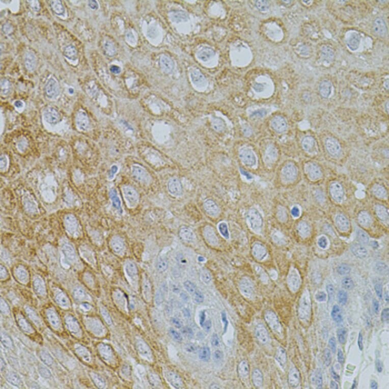 Immunohistochemistry - Anti-Neurotrophin 3 Antibody (A14394) - Antibodies.com