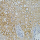 Immunohistochemistry - Anti-Neurotrophin 3 Antibody (A14394) - Antibodies.com