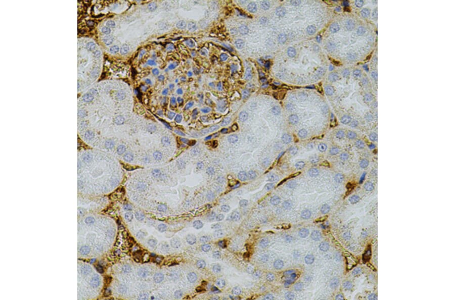 Immunohistochemistry - Anti-Neurotrophin 3 Antibody (A14394) - Antibodies.com