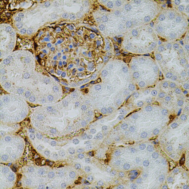 Immunohistochemistry - Anti-Neurotrophin 3 Antibody (A14394) - Antibodies.com