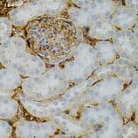 Immunohistochemistry - Anti-Neurotrophin 3 Antibody (A14394) - Antibodies.com