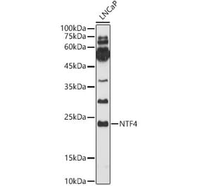 Western Blot - Anti-NT-4 Antibody (A14395) - Antibodies.com