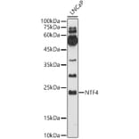 Western Blot - Anti-NT-4 Antibody (A14395) - Antibodies.com