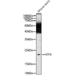 Western Blot - Anti-NT-4 Antibody (A14395) - Antibodies.com