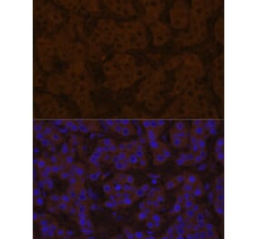 Immunofluorescence - Anti-Prealbumin Antibody (A14397) - Antibodies.com