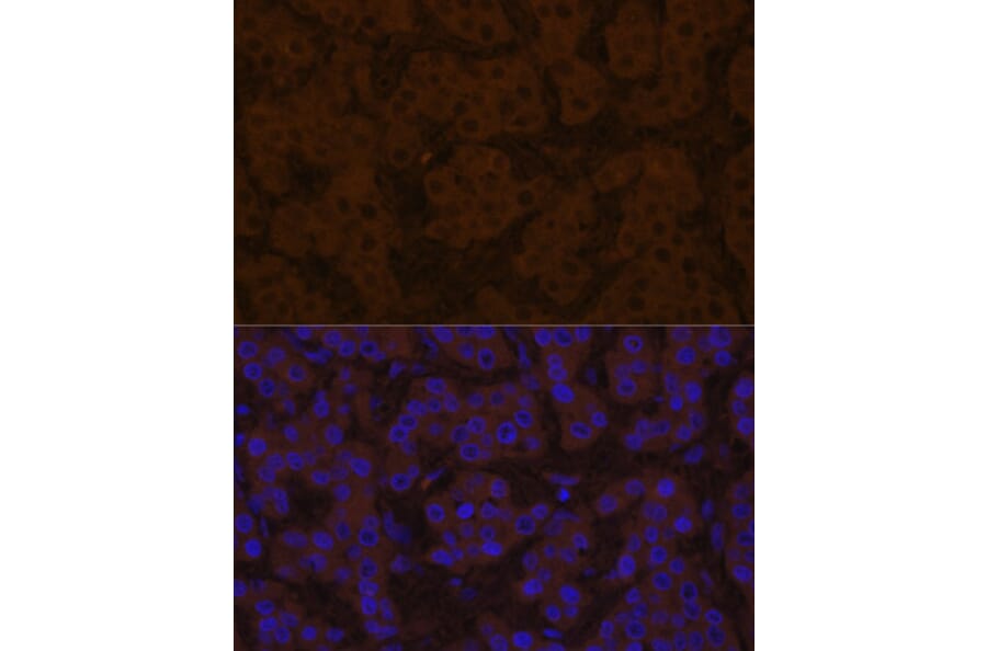 Immunofluorescence - Anti-Prealbumin Antibody (A14397) - Antibodies.com