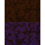 Immunofluorescence - Anti-Prealbumin Antibody (A14397) - Antibodies.com
