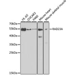 Western Blot - Anti-RAD23A Antibody (A3188) - Antibodies.com