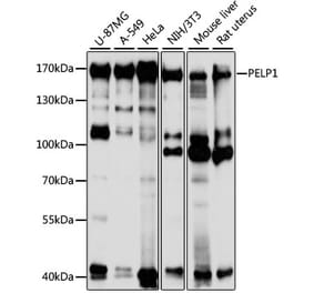 Western Blot - Anti-PELP1 Antibody (A14400) - Antibodies.com
