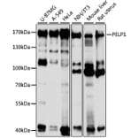 Western Blot - Anti-PELP1 Antibody (A14400) - Antibodies.com