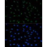 Immunofluorescence - Anti-PELP1 Antibody (A14400) - Antibodies.com