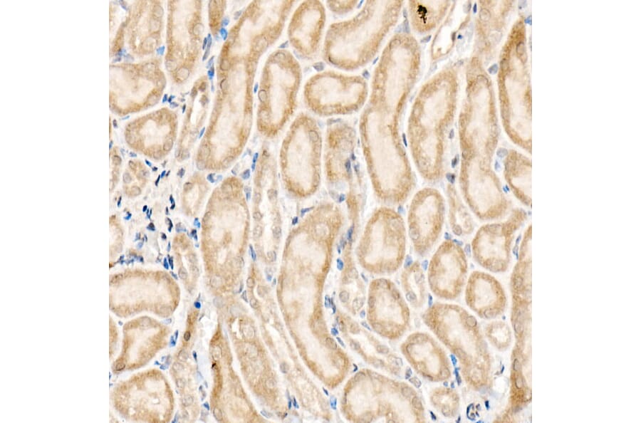 Immunohistochemistry - Anti-NLK Antibody (A14401) - Antibodies.com