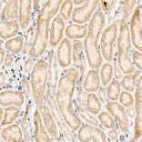 Immunohistochemistry - Anti-NLK Antibody (A14401) - Antibodies.com