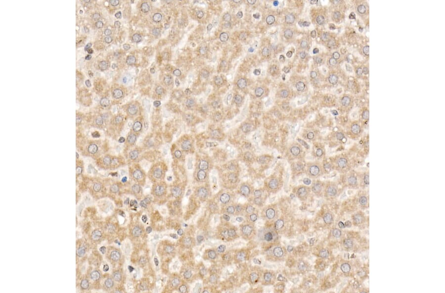 Immunohistochemistry - Anti-NLK Antibody (A14401) - Antibodies.com