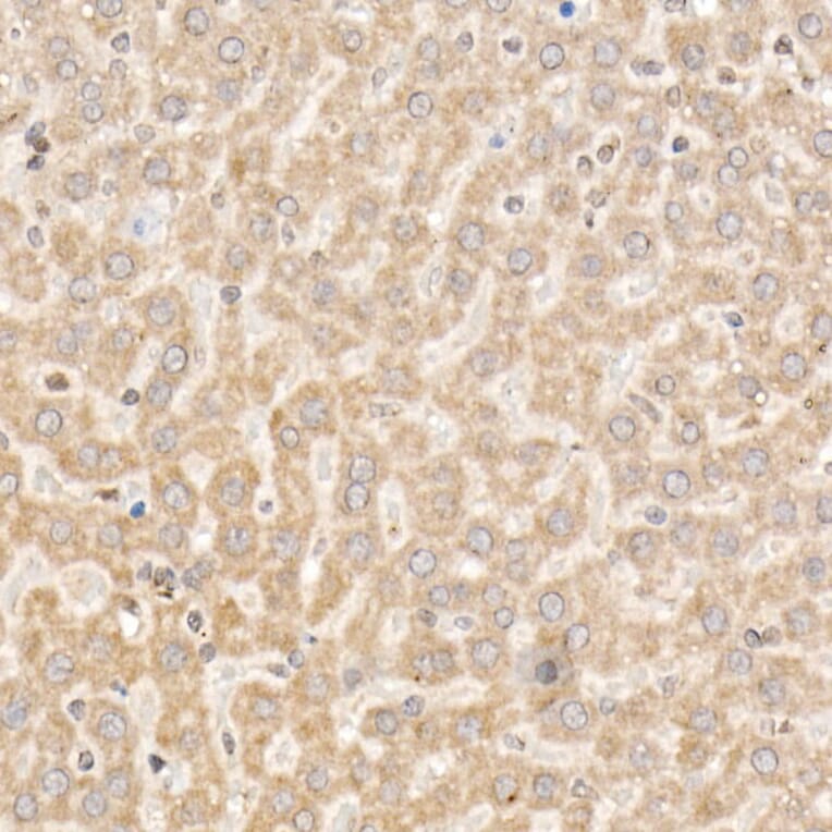 Immunohistochemistry - Anti-NLK Antibody (A14401) - Antibodies.com