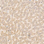 Immunohistochemistry - Anti-NLK Antibody (A14401) - Antibodies.com