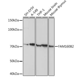 Western Blot - Anti-FHIP2B Antibody (A14403) - Antibodies.com