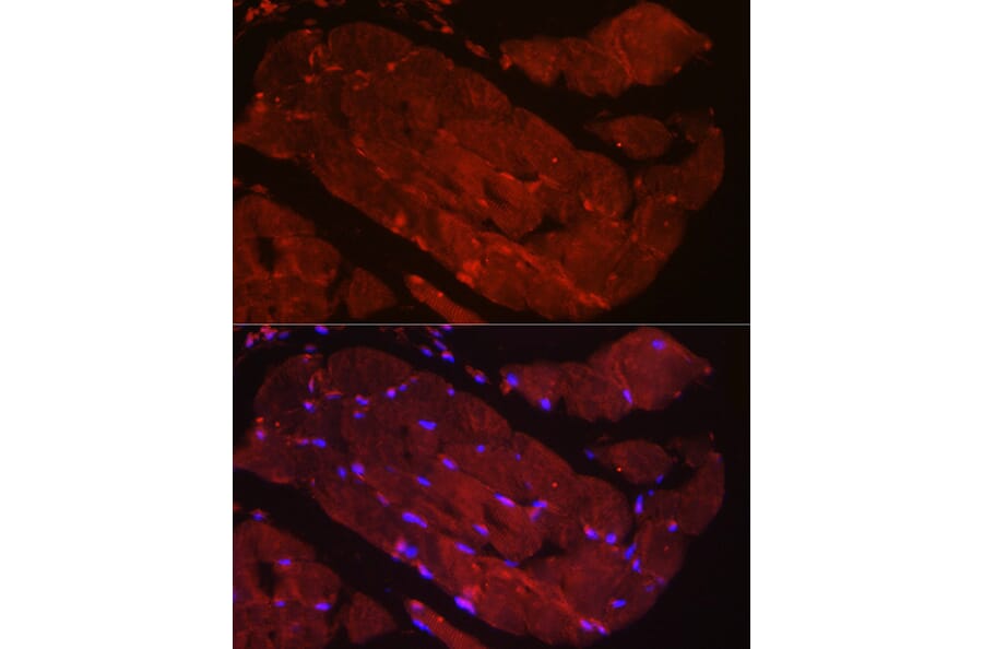 Immunofluorescence - Anti-Fbx32 Antibody (A14404) - Antibodies.com