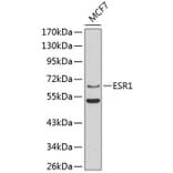 Western Blot - Anti-ESR1 Antibody (A3198) - Antibodies.com