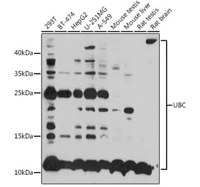 Western Blot - Anti-Ubiquitin Antibody (A14408) - Antibodies.com