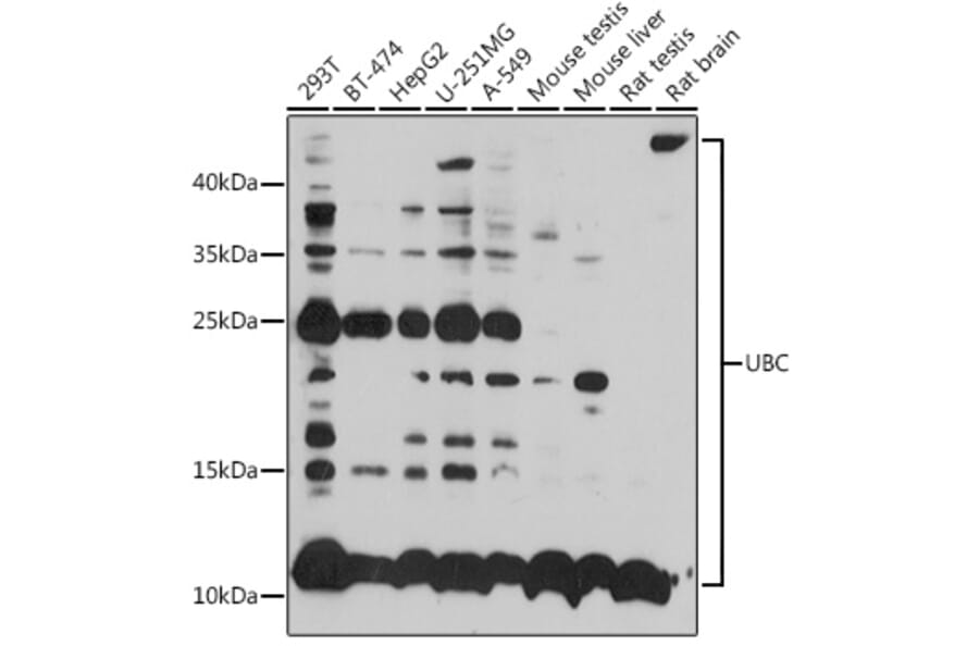 Western Blot - Anti-Ubiquitin Antibody (A14408) - Antibodies.com