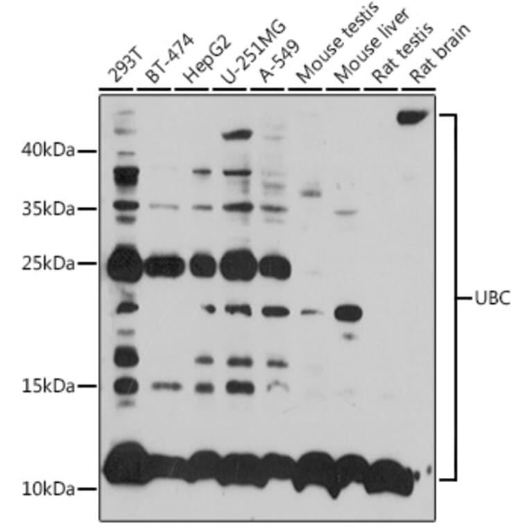Western Blot - Anti-Ubiquitin Antibody (A14408) - Antibodies.com