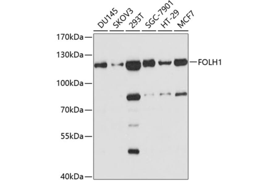 Western Blot - Anti-FOLH1 Antibody (A3220) - Antibodies.com