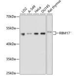 Western Blot - Anti-SPF45 Antibody (A14414) - Antibodies.com