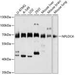 Western Blot - Anti-NPL4 Antibody (A14416) - Antibodies.com