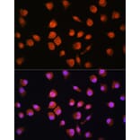 Immunofluorescence - Anti-NPL4 Antibody (A14416) - Antibodies.com