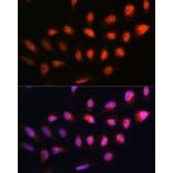 Immunofluorescence - Anti-NPL4 Antibody (A14416) - Antibodies.com