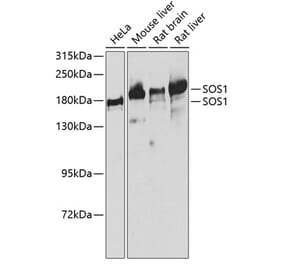 Western Blot - Anti-SOS1 Antibody (A14419) - Antibodies.com