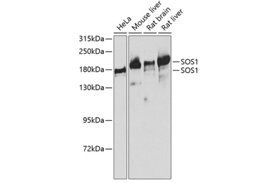 Western Blot - Anti-SOS1 Antibody (A14419) - Antibodies.com
