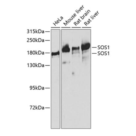 Western Blot - Anti-SOS1 Antibody (A14419) - Antibodies.com