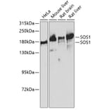 Western Blot - Anti-SOS1 Antibody (A14419) - Antibodies.com