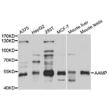 Western Blot - Anti-AAMP Antibody (A3283) - Antibodies.com
