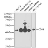 Western Blot - Anti-CD8 beta Antibody (A14422) - Antibodies.com